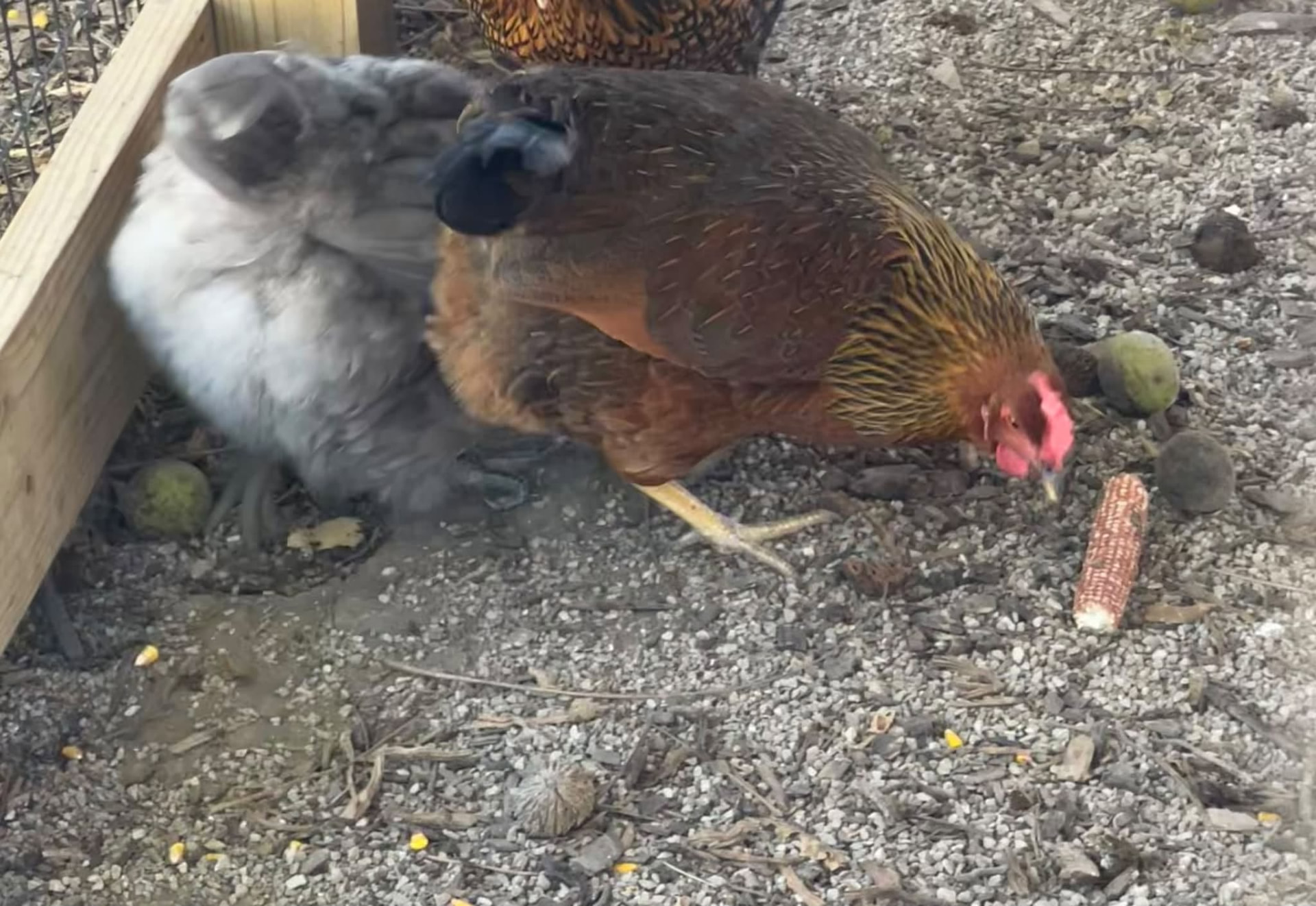 Chickens pecking at a corn cob at Curtis Orchard