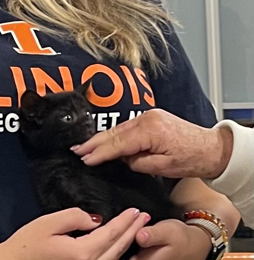 A black kitten being petted by a visitor wearing an Illinois Vet Med shirt