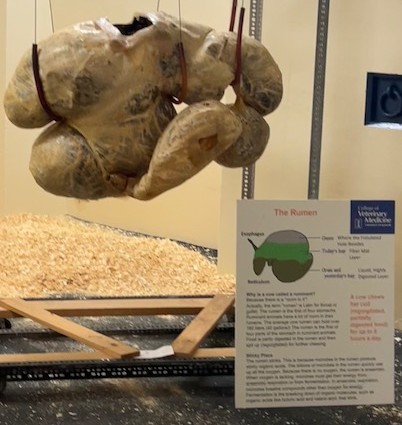 A preserved rumen on display with an educational sign at the U of I Vet Med Open House
