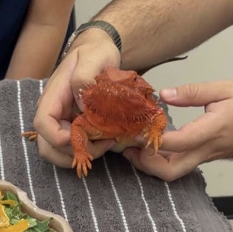 A red bearded dragon resting in the hands of a visitor at the U of I Vet Med Open House